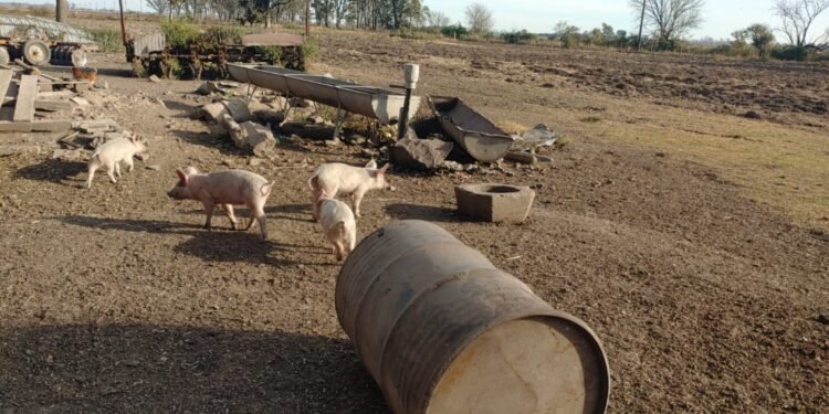 Más controles ante la aparición de casos de triquinosis