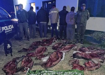 Atraparon a cinco chaqueños por cazar chanchos salvajes en el norte santafesino