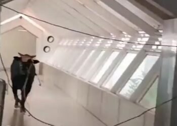 Un toro irrumpió en un banco en Israel y sus empleados tuvieron que capturarlo