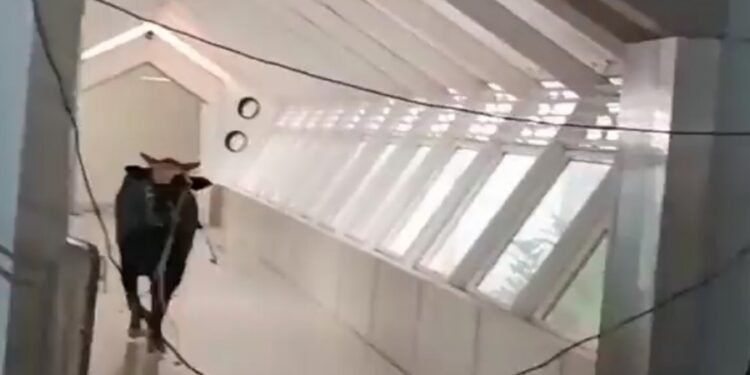 Un toro irrumpió en un banco en Israel y sus empleados tuvieron que capturarlo