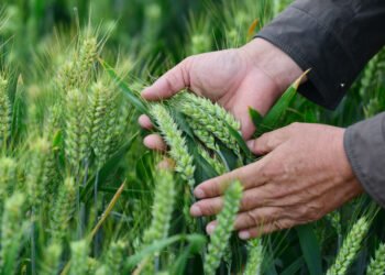 Pese a la sequía, el 50% de los trigales de la región está en buen estado