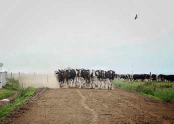La cadena láctea santafesina marca el rumbo de la generación de divisas