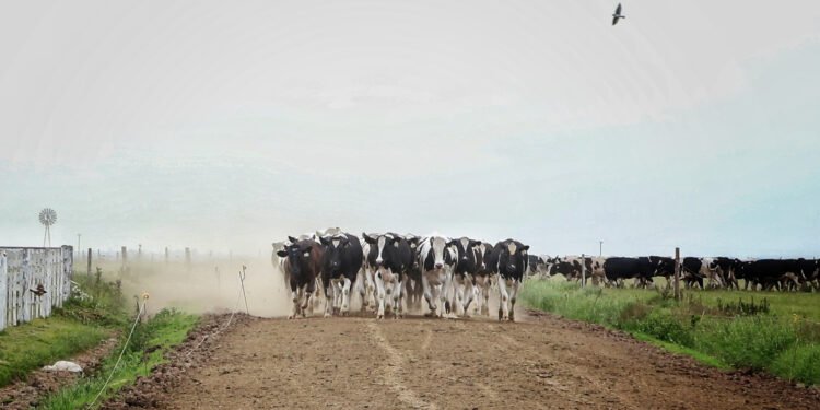 La cadena láctea santafesina marca el rumbo de la generación de divisas