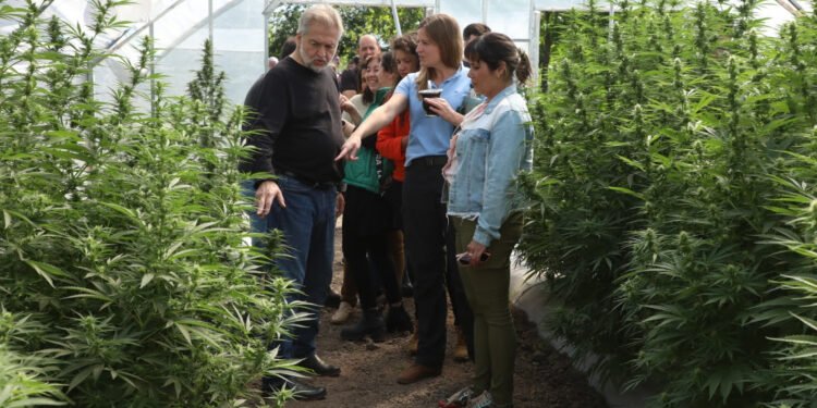 Santa Fe avanza en políticas públicas integrales en materia de Cannabis Medicinal