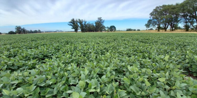 Soja: presentan variedad con alto potencial de rendimiento