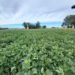 Soja: presentan variedad con alto potencial de rendimiento