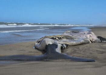 Siguen apareciendo ballenas muertas en Península de Valdés