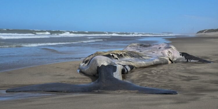 Siguen apareciendo ballenas muertas en Península de Valdés