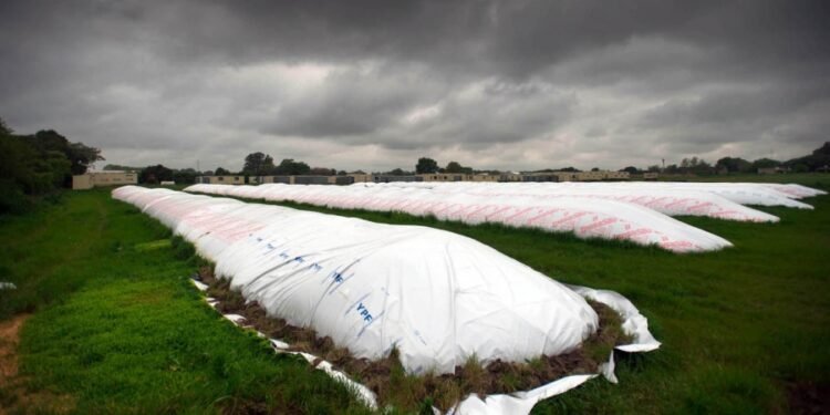 Durante la vigencia del dólar soja, los productores comercializaron más de 16 millones de toneladas