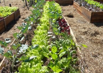 Harán un taller de huerta y compost en el barrio Central Córdoba