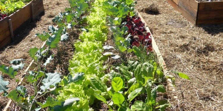 Harán un taller de huerta y compost en el barrio Central Córdoba