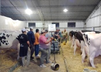 Expo Rural Rafaela: Ocho ejemplares disputan el 101° Concurso de Vacas Lecheras