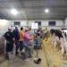 Expo Rural Rafaela: Ocho ejemplares disputan el 101° Concurso de Vacas Lecheras