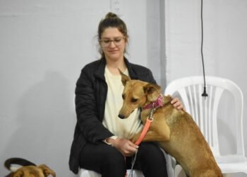 El municipio brinda servicio de atención para animales