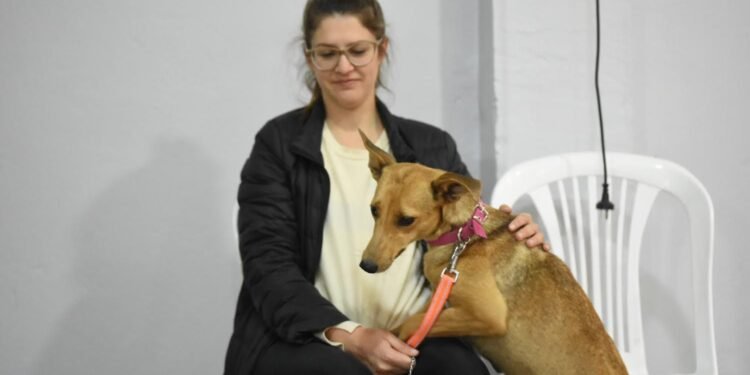 El municipio brinda servicio de atención para animales