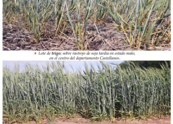 Los trigales de la región sufren los efectos de la falta de lluvias