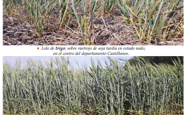 Los trigales de la región sufren los efectos de la falta de lluvias