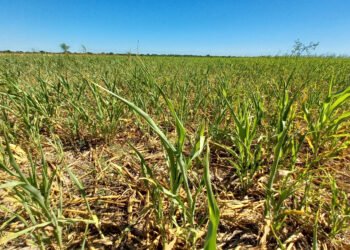 Instan a avanzar en la nueva Ley de Emergencia Agropecuaria para dar respuestas efectivas al sector