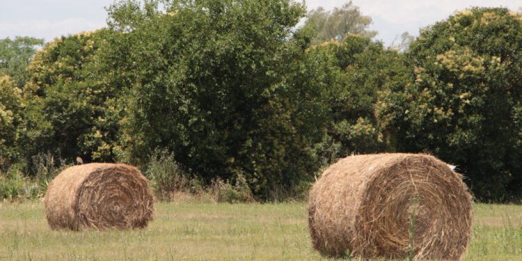 Se encuentran disponibles líneas de financiamiento para productores agropecuarios