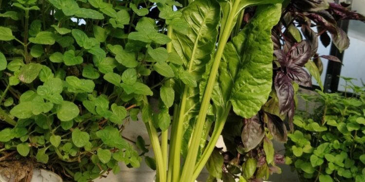 Vecinos Destacados y una iniciativa familiar que contagia el cuidado del ambiente