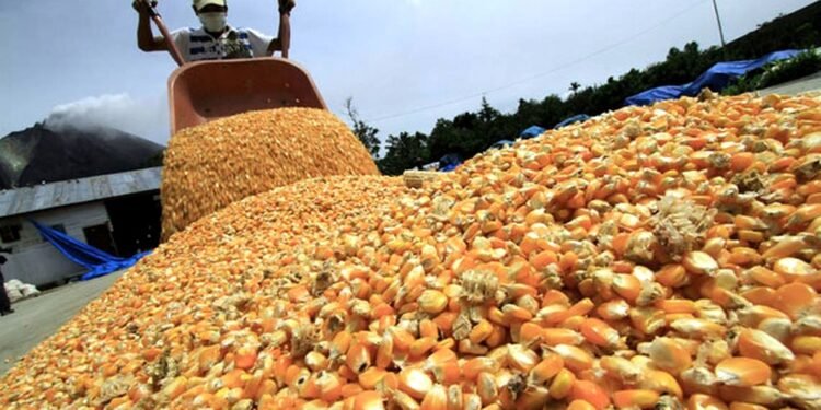 El gobierno destinará $15.000 millones para subsidiar a productores de soja y maíz
