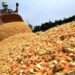 El gobierno destinará $15.000 millones para subsidiar a productores de soja y maíz