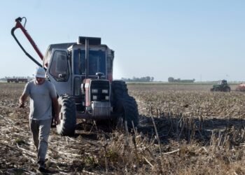 La persistente sequía castiga con fuerza a los productores de trigo de la zona núcleo