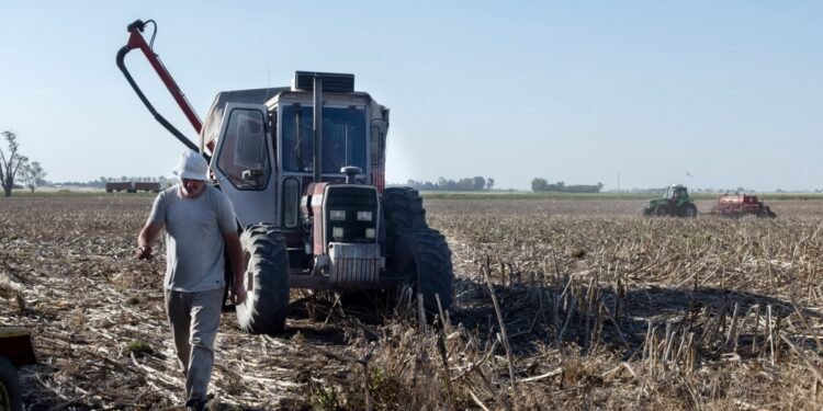 La persistente sequía castiga con fuerza a los productores de trigo de la zona núcleo