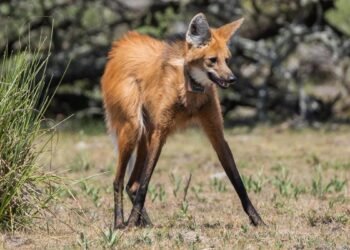 Devolvieron a su hábitat natural a un ejemplar hembra de aguará guazú en Santa Fe