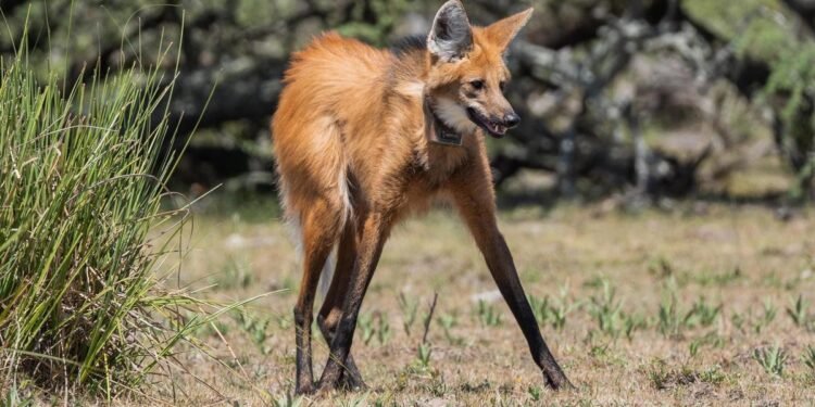 Devolvieron a su hábitat natural a un ejemplar hembra de aguará guazú en Santa Fe
