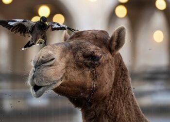 La Guardia Real de Qatar patrulla las calles montada en camellos