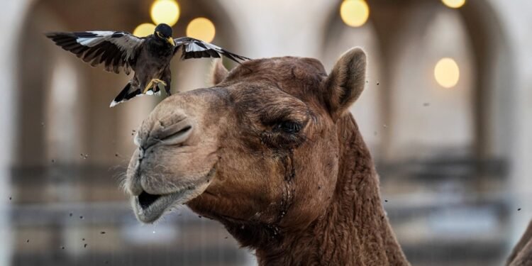 La Guardia Real de Qatar patrulla las calles montada en camellos