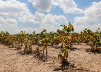 Por la sequía la provincia declaró la emergencia agropecuaria en todo el territorio santafesino