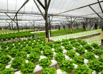 Curso de hidroponia en Empleo Verde