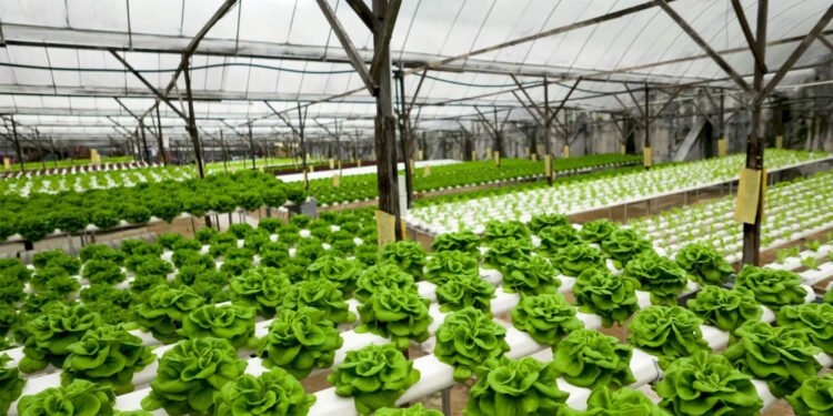 Curso de hidroponia en Empleo Verde