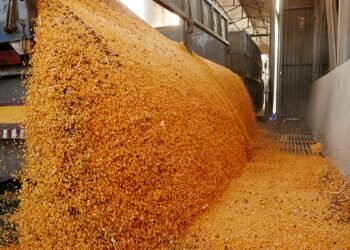 La liquidación de divisas por el dólar soja ya superó los US$ 1.200 millones