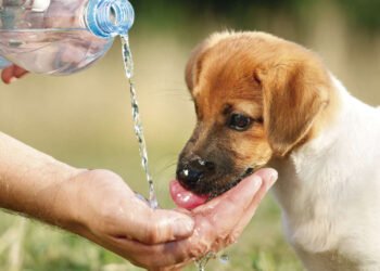 Consejos para evitar golpes de calor
