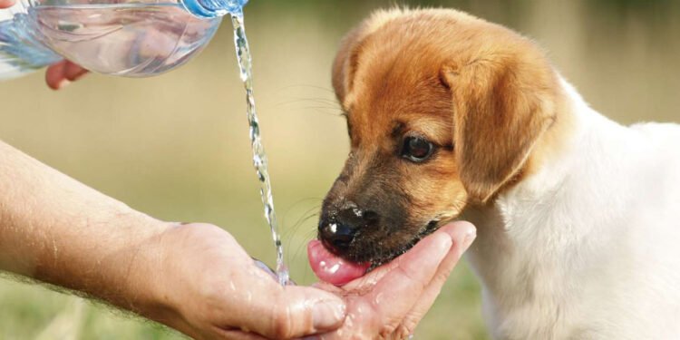 Consejos para evitar golpes de calor