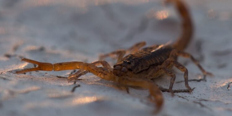 Alacranes: Prevención de accidentes por picaduras