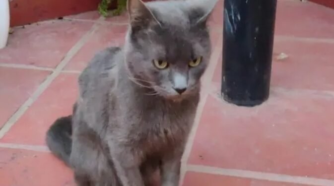 Robaron un bolso y no advirtieron que se llevaron un gato enfermo
