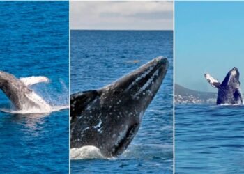 Lo que hay que saber sobre el avistamiento de ballenas durante esta temporada en Los Cabos