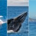 Lo que hay que saber sobre el avistamiento de ballenas durante esta temporada en Los Cabos