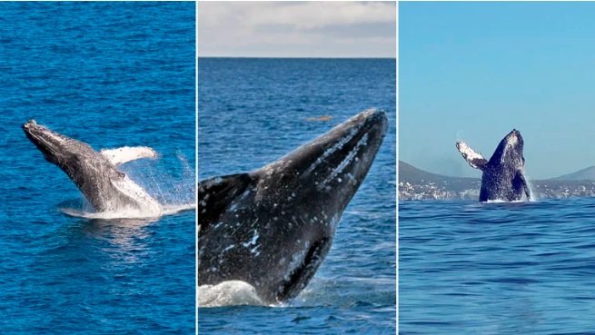 Lo que hay que saber sobre el avistamiento de ballenas durante esta temporada en Los Cabos