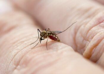 La importancia de conocer al mosquito del dengue