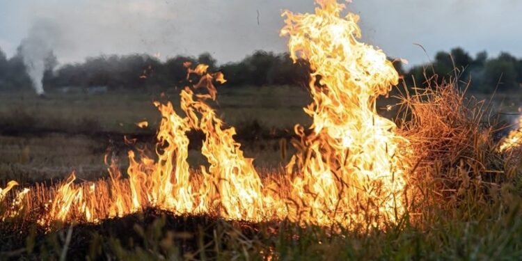 Recomendaciones para prevenir incendios rurales o forestales