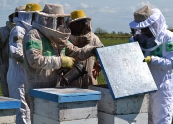 Emergencia agropecuaria: decreto 2476/22 Apicultura