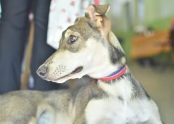 Salud Animal y Zoonosis continúa con los servicios