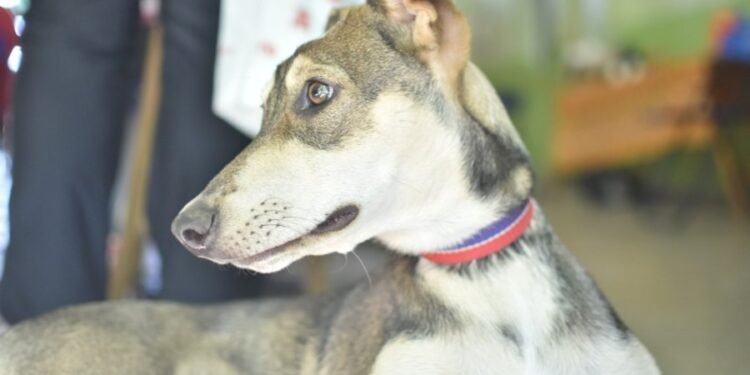 Salud Animal y Zoonosis continúa con los servicios