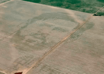 Campo de campeón: «dibujaron» el rostro de Messi en plantaciones de maíz