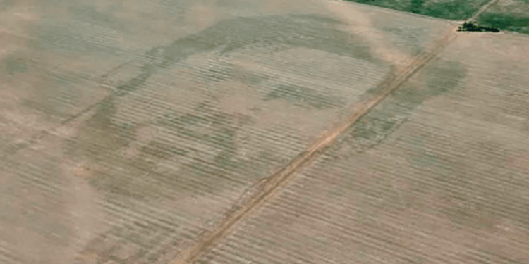 Campo de campeón: «dibujaron» el rostro de Messi en plantaciones de maíz